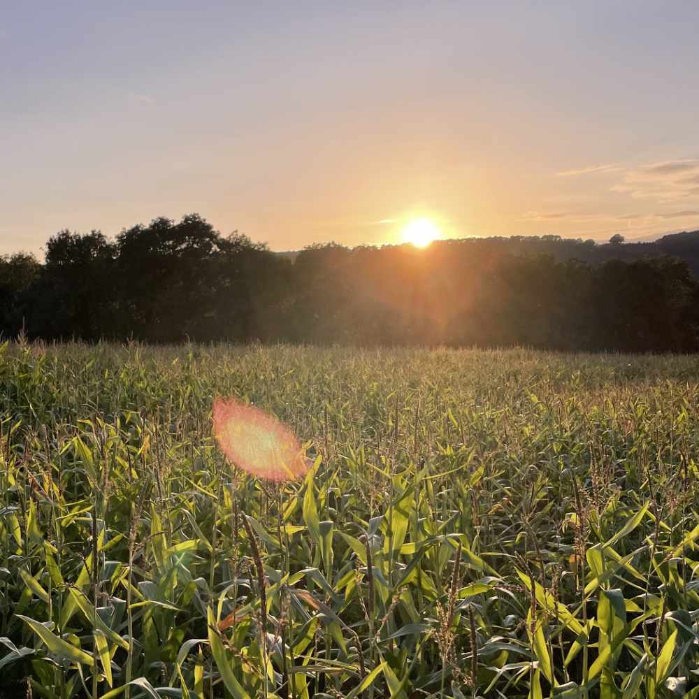 benefits-paddock-image